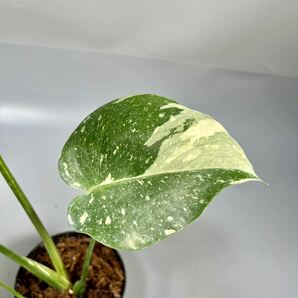 「18」 モンステラ デリシオーサ タイコンステレーション 斑入り Monstera Thai Constellation Variegata の画像4