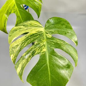 「12」モンステラ ボルシギアナ オーレア 斑入り Monstera borsigiana Aurea Variegata の画像3