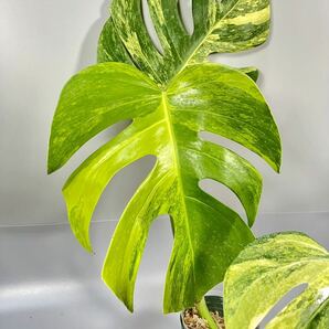 「12」モンステラ ボルシギアナ オーレア 斑入り Monstera borsigiana Aurea Variegata の画像2