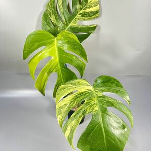 「12」モンステラ ボルシギアナ オーレア 斑入り Monstera borsigiana Aurea Variegata の画像1