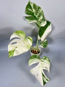 「17」MONSTERA ALBO BORSIGIANA VARIEGATA 白斑　モンステラ アルボ ボルシギアナ　斑入り