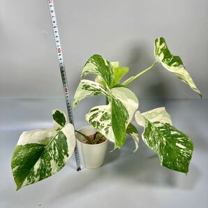 「18」MONSTERA ALBO BORSIGIANA VARIEGATA 白斑 モンステラ アルボ ボルシギアナ 斑入りの画像7