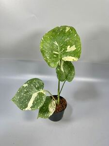 「25」 モンステラ デリシオーサ タイコンステレーション 斑入り Monstera Thai Constellation Variegata 