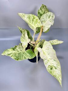 「01」　フィロデンドロン・エメラルド・アイス　Philodendron Emerald Ice 