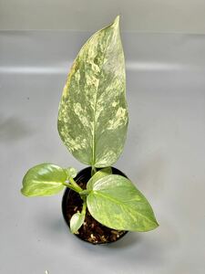 「39」Philodendron silver sword variegated 斑入り フィロデンドロン　シルバーソード