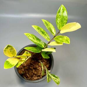 「08」ザミオクルカス ザミーフォリア 斑入りZZ plant Variegated (Zamioculcas Zamiifolia) 観葉植物の画像1