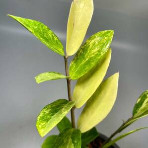 「08」ザミオクルカス ザミーフォリア 斑入りZZ plant Variegated (Zamioculcas Zamiifolia) 観葉植物の画像3