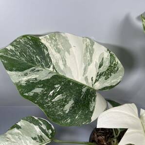 「29」MONSTERA ALBO BORSIGIANA VARIEGATA 白斑 モンステラ アルボ ボルシギアナ 斑入りの画像4