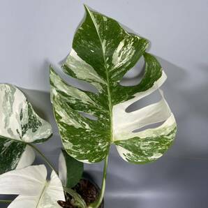 「29」MONSTERA ALBO BORSIGIANA VARIEGATA 白斑 モンステラ アルボ ボルシギアナ 斑入りの画像2