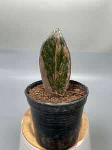 「03」 ザミオクルカス ブラック ピンクバリエガータ斑入りZZ plant Variegated (zamioculcas zamiifolia raven black pink) 観葉植物