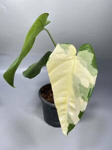 「38」Syngonium Chiapense Variegated シンゴニウム チアペンセ 斑入り 