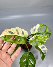 「18」Monstera Adansonii Variegata マドカズラ　斑入り　モンステラ アダンソニー　バリエガータ　_画像5