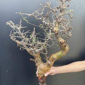 ⑤ 現地発根株 大株 コミフォラ ピンネイトリーブス ☆ Commiphora pinnate leaves 検 塊根植物 パキプス グラキリスの画像1