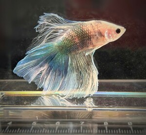 [beta]No.5B8 tropical fish organism show betta 1 point thing betta * half moon male clear &bon large blue &po Inte do blue 