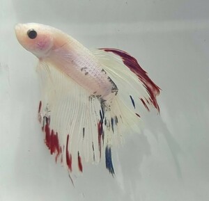 [beta]No.5B13 tropical fish organism show betta 1 point thing betta * half moon male platinum white &po Inte do red * blue 
