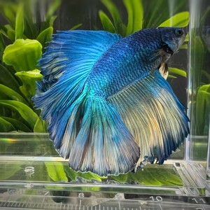 フルムーン【beta】No.4c21 熱帯魚 生体 ショーベタ 1点物 ベタ・オス フルムーンピーコックブルー