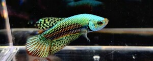 [beta]No.5A7 tropical fish organism wild betta 1 point thing betta * wild male tropical fish cobalt symphony Alien 