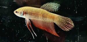 [beta]No.5A1 tropical fish organism wild betta 1 point thing betta * wild tail .. vivid red tropical fish male 