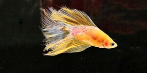 【beta】No.4C30熱帯魚 生体 ワイルドベタ 1点物 ベタ・ハーフムーン 熱帯魚 オス クリームホイップ