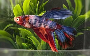 【beta】No.4C22 熱帯魚 生体 ショーベタ 1点物 ベタ・ハーフムーン オス スーパーデルタ