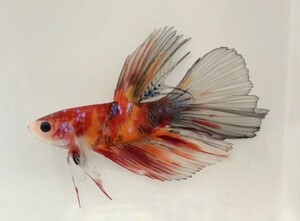 [beta]No.4A23 tropical fish organism show betta 1 point thing betta * half moon male common carp color red & black & orange po Inte do