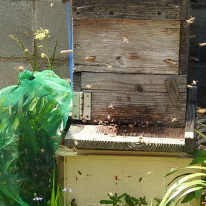 ※送料無料※ 金稜辺(キンリョウヘン) 日本ミツバチ分蜂群誘引用 咲き始め28の画像3