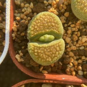 種子30粒　C111A リトープス　グリーンソープストーン　Lithops Green Soapstone