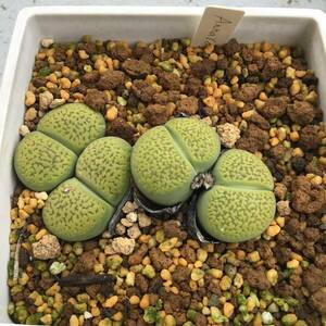 種子30粒　リトープス　アンナローサ　Lithops Anna Rosa