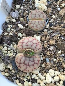 種子30粒　リトープス　リーメラエ　Lithops edithiae riemerae