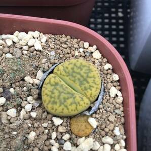 種子30粒 C362 リトープス サルフレア Lithops Sulphureaの画像1