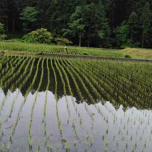 ※令和5年産新米※栃木県特一等米コシヒカリ25キロ無農薬にて作り上げた自慢のお米です。安心、安全のお米です。一単農家、無農薬、の画像5
