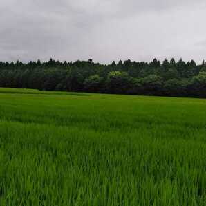 ※令和5年産新米※栃木県特一等米コシヒカリ25キロ無農薬にて作り上げた自慢のお米です。安心、安全のお米です。一単農家、無農薬、の画像1