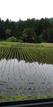 令和5年産新米栃木県特一等米コシヒカリ25キロ無農薬にて作り上げた自慢のお米です。安心、安全のお米です。一単農家、無農薬、_画像6