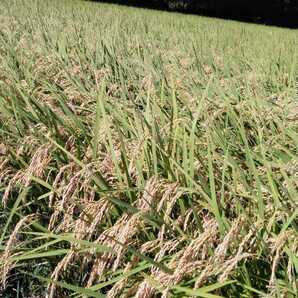 令和5年産新米栃木県特一等米コシヒカリ25キロ無農薬にて作り上げた自慢のお米です。安心、安全のお米です。一単農家、無農薬、の画像2