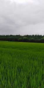 ※令和5年産新米※栃木県特一等米コシヒカリ25キロ無農薬にて作り上げた自慢のお米です。安心、安全のお米です。一単農家、無農薬、