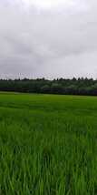 令和5年産新米栃木県特一等米コシヒカリ25キロ無農薬にて作り上げた自慢のお米です。安心、安全のお米です。一単農家、無農薬、_画像3