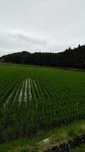 令和5年産新米栃木県特一等米コシヒカリ25キロ無農薬にて作り上げた自慢のお米です。安心、安全のお米です。一単農家、無農薬、_画像5