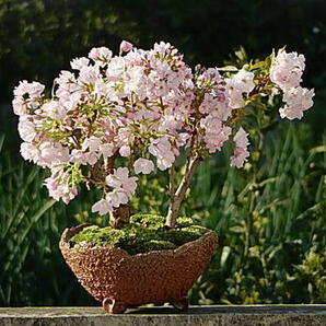 桜盆栽 桜 盆栽 サクラ 観葉植物の画像5