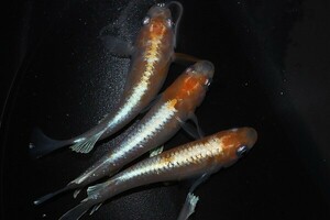 ◆米めだか◆稚魚　レッドクリフ　紅白　タイプ［１０匹］☆極上☆　　