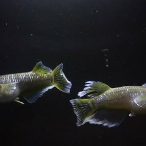 ◆米めだか◆稚魚 フロマージュ ［稚魚１０匹］ 垂水様直系 ☆極上☆ の画像1