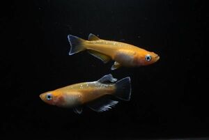 ◆米めだか◆稚魚　★紅マドンナ［稚魚１０匹］★　超おススメ　