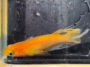 オレンジラメスワロー風雅メダカ　若魚5匹　以下検索→紅白　オレンジ　赤系　ラメ　スワロー　ヒレ長