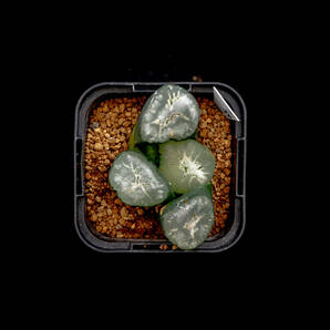 ● 万象 天界 ( MS万象 ) 枝変わり ● 貴重 ハオルチア 多肉植物 サボテン の画像1