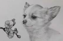 絵画・鉛筆画・ 犬の絵 真作「チワワさくら咲く acw-7-2024」Atelier809 作 A4サイズ ※額縁無し。_画像3