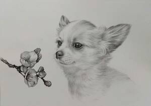 Art hand Auction Painting, pencil drawing, dog drawing, genuine work Chihuahua Sakura Blooms acw-7-2024 by Atelier809, A4 size *No frame., Artwork, Painting, Pencil drawing, Charcoal drawing