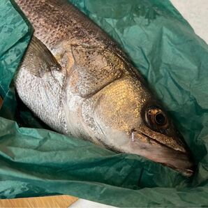 魚 熟成 保存 に ○ 釣り フィッシング 趣味 津本式 グリーンパーチ 紙 緑の紙 お試し 20枚 