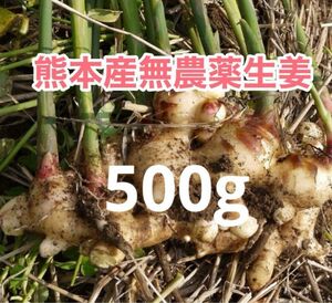 熊本産農薬不使用生姜500g