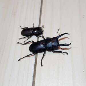 【滋賀県産】コクワガタ♂38㎜♀22㎜野外採集