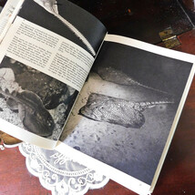 +..。*゜+ 魚たちの図鑑　海水魚　熱帯魚　英国のヴィンテージ本　英国　ヴィンテージ本　洋書　古書　アンティーク　ディスプレイ_画像6
