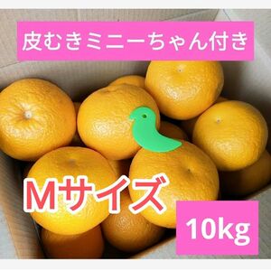 和歌山県産　八朔　10kg